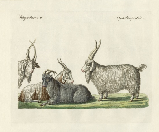 The kashmir goats introduced in France from German School, (19th century)