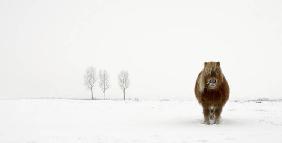 The cold pony - Gert Van den
