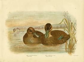 Australian Wild Duck