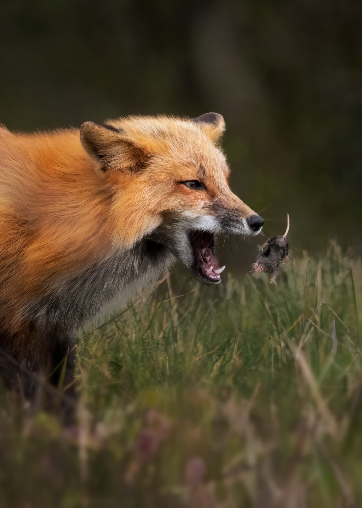 Fox playing with mouse from Hanping Xiao