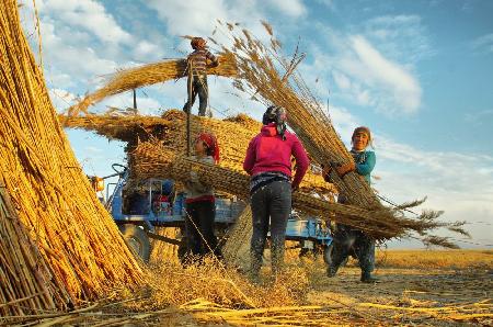 Reed Harvest