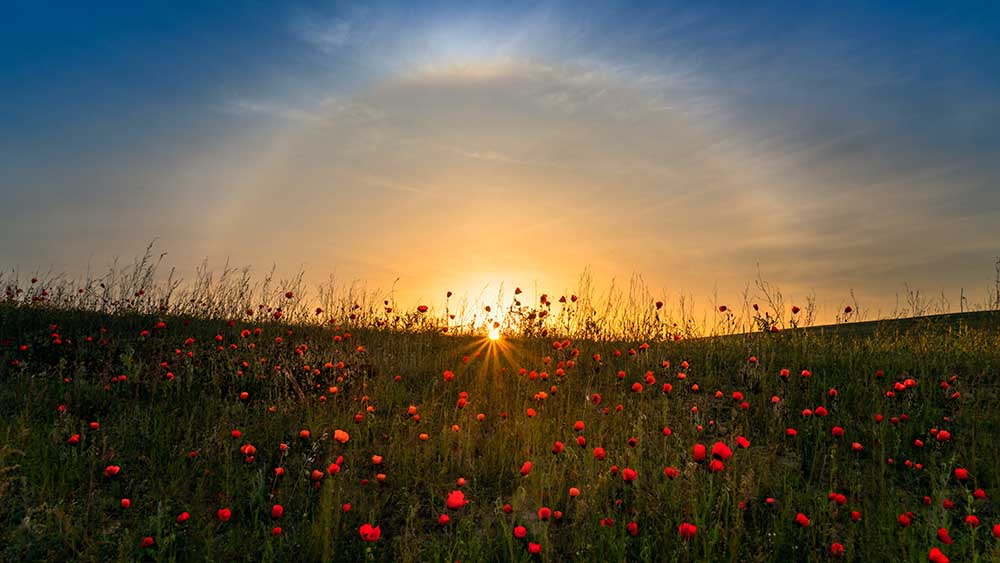 Red poppies and sunrise from Hua Zhu