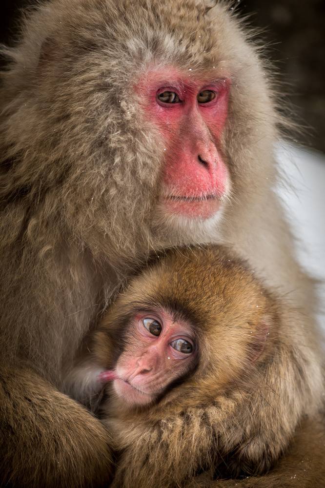 Curious baby monkey from Hung Tsui