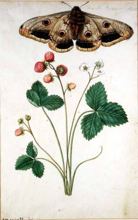 Female Emperor Moth (Saturnia Pavonia) and Wild Strawberry (Fragaria vesca) from J. Le Moyne des Morgues