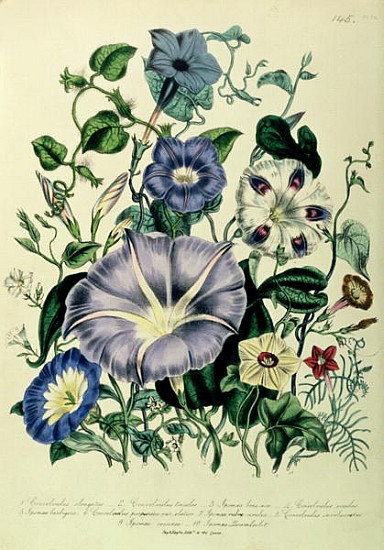 Bindweed, plate 26 from ''The Ladies'' Flower Garden'', published 1842 from Jane Loudon