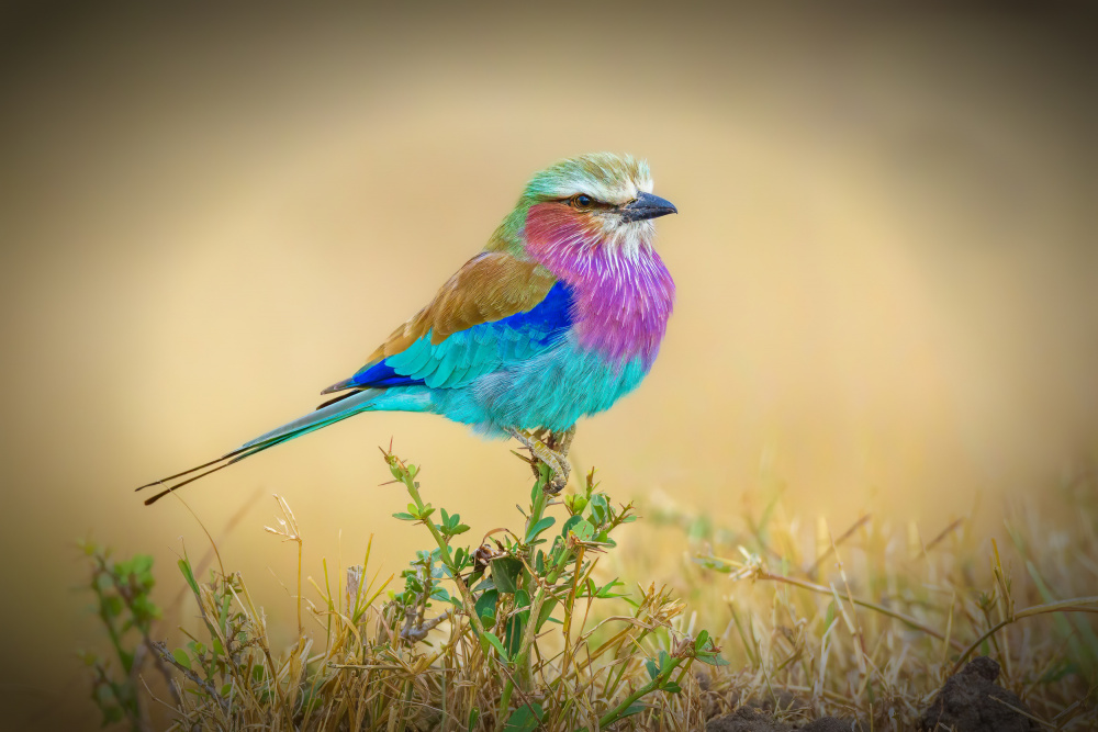 Feathered Rainbows from Jeffrey C. Sink