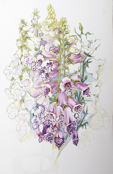 Foxgloves and White Campanulas from Joan  Thewsey