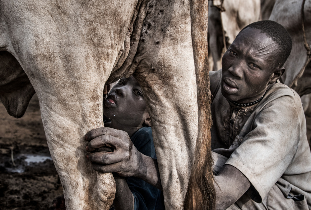 A Mundari tribe father feeding his child with the milk that comes out of the cows udder from Joxe Inazio Kuesta Garmendia