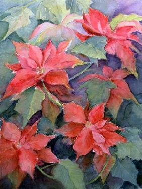 Poinsettia 