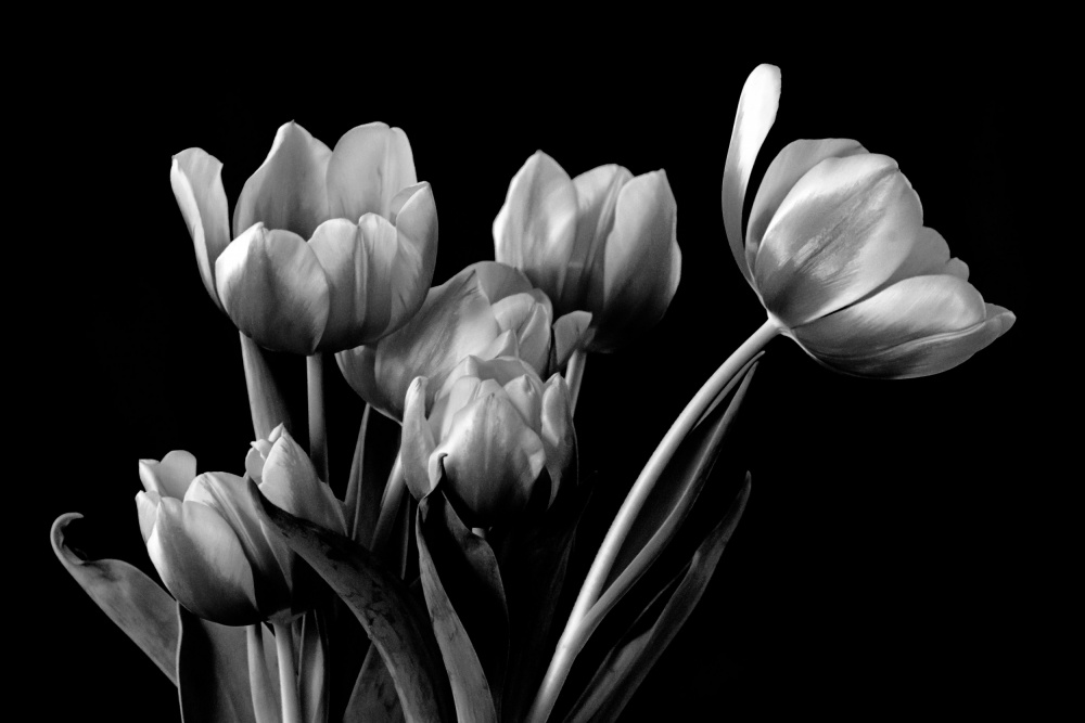 Tulip from Leanne Lei