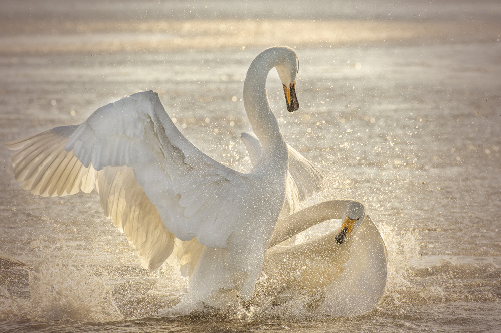 Brutal Swan Fight from Libby Zhang