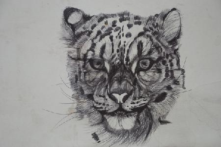 Snow Leopard