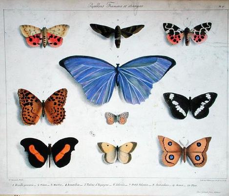French and foreign butterflies, engraved by Villain, c.1830-40 (colour litho) from Madame Feraud