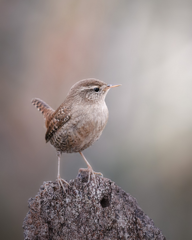 A wren posing in the open from Magnus Renmyr
