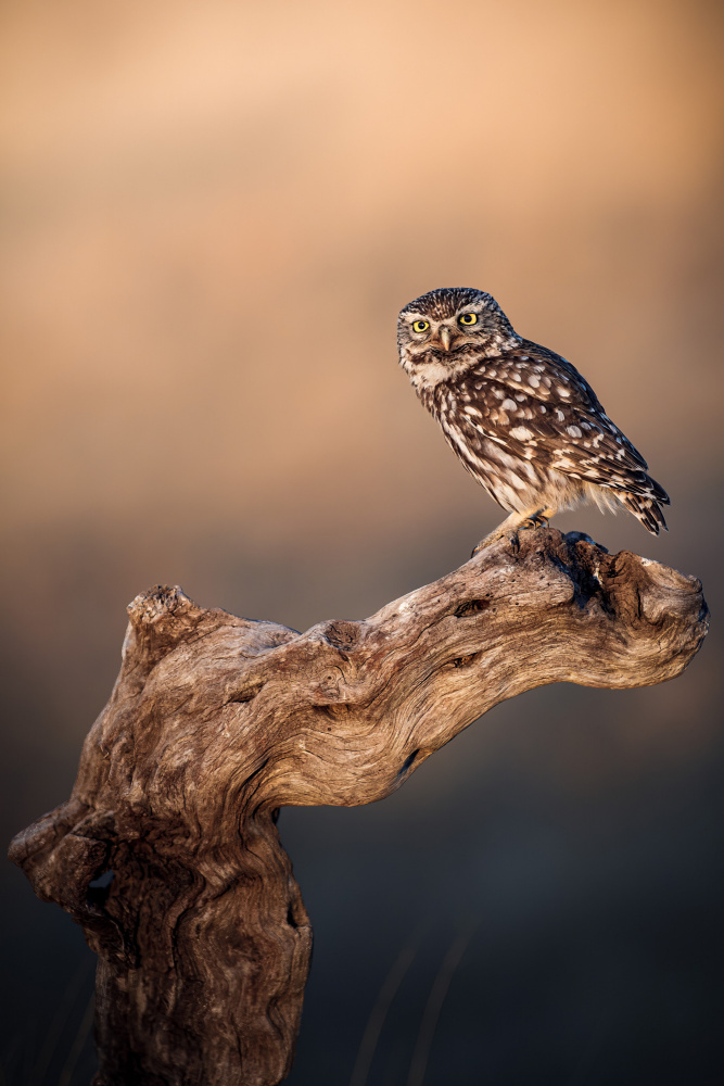 Little owl from Magnus Renmyr