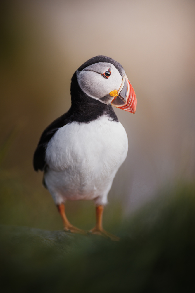 Puffin posing in the late night sun from Magnus Renmyr