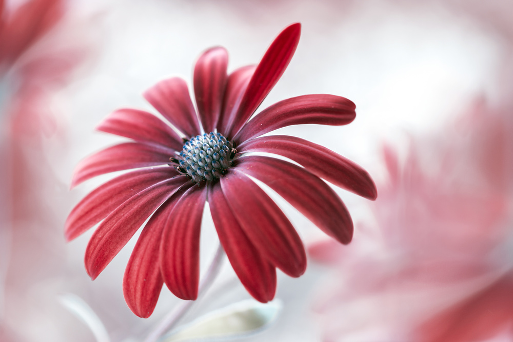 Daisy from Mandy Disher