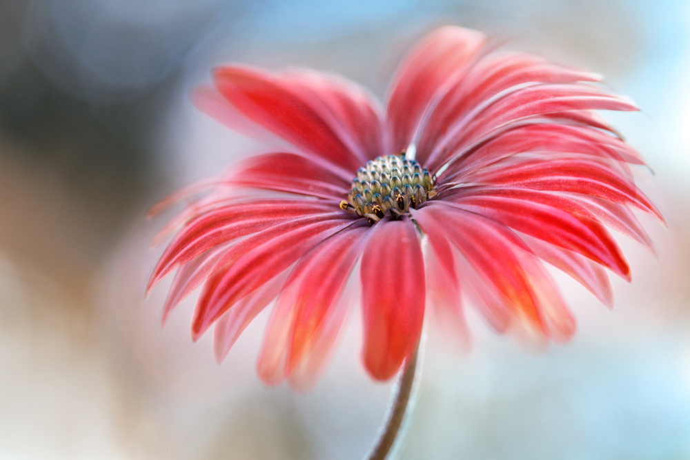 Cape Daisy* from Mandy Disher