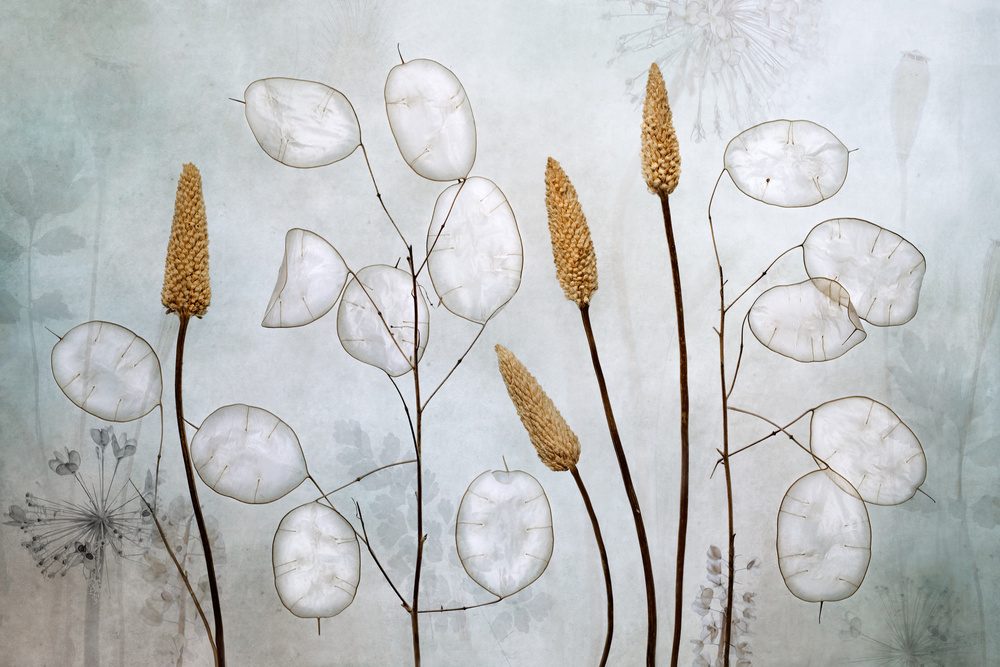 Lunaria from Mandy Disher