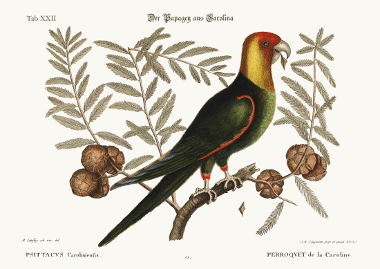 The Parrot of Carolina from Mark Catesby