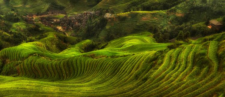 waves of rice - the dragon's backbone from Max Witjes