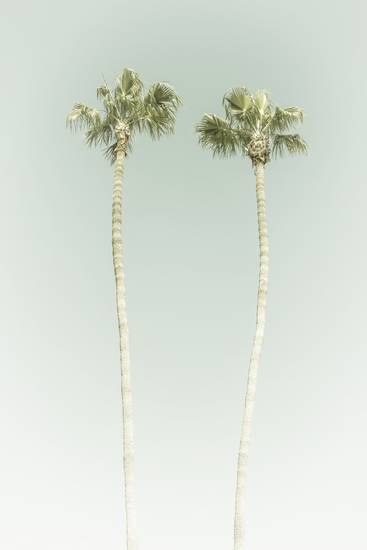 Minimalist idyll with palm trees on the beach | Vintage  2020