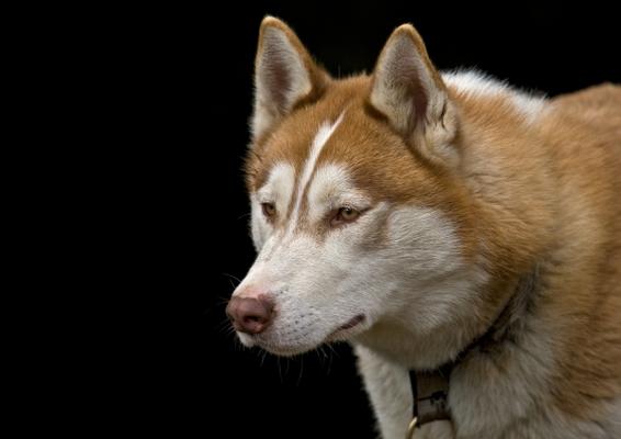 Siberian Husky from Michael Breucker