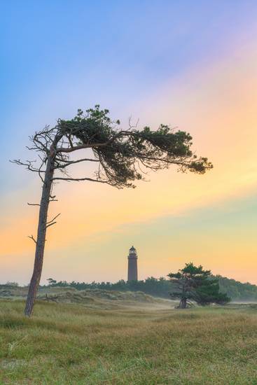 Windflüchter beim Leuchtturm Darßer Ort an der Ostsee auf der Halbinsel Fischland-Darß-Zingst