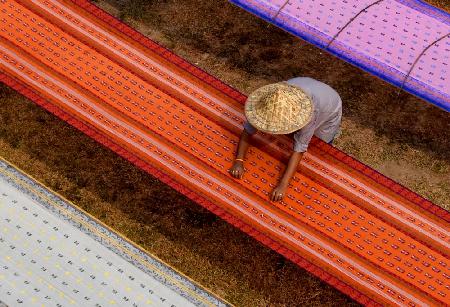 A worker in a saree drying field