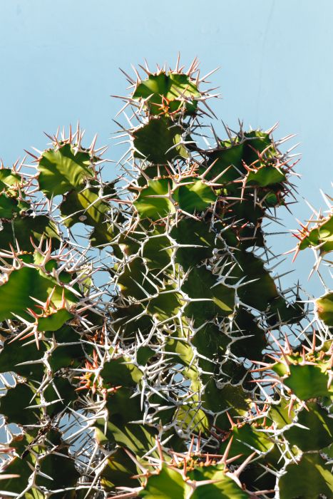 Kaktus auf Lanzarote from Laura Nenz