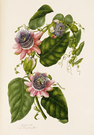 Passion Flowers from 