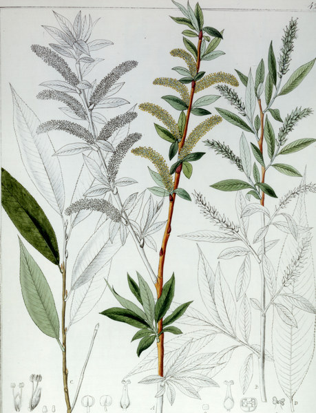 Weide / Salix alba / F. Guimpel from 