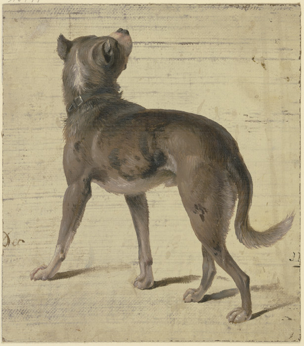 Dog from Philipp Rumpf