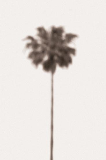 Palm Blury