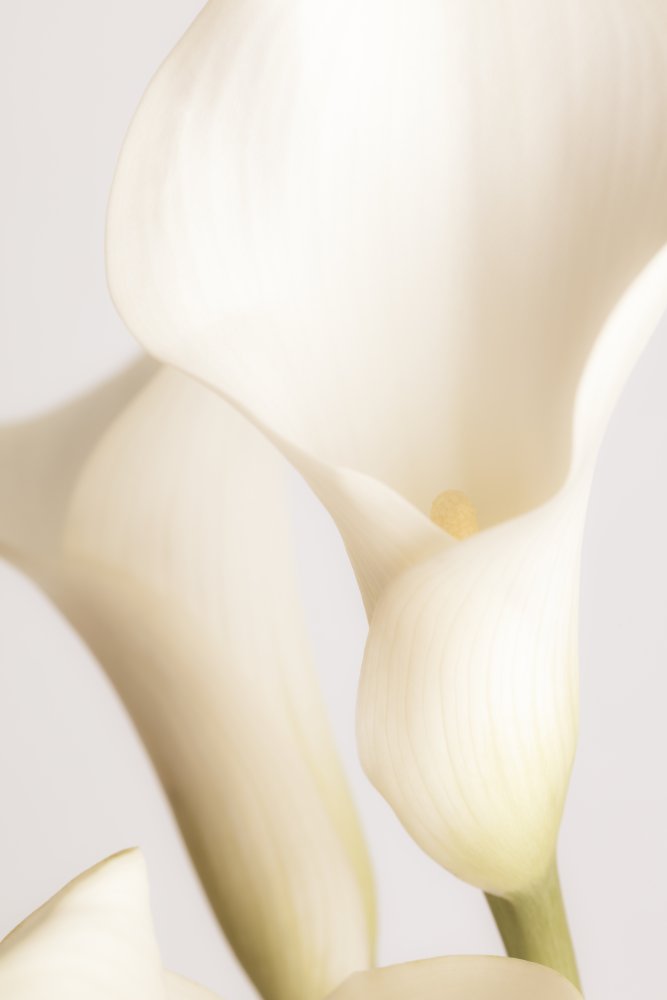 White Calla Lily No 2 from Pictufy Studio III