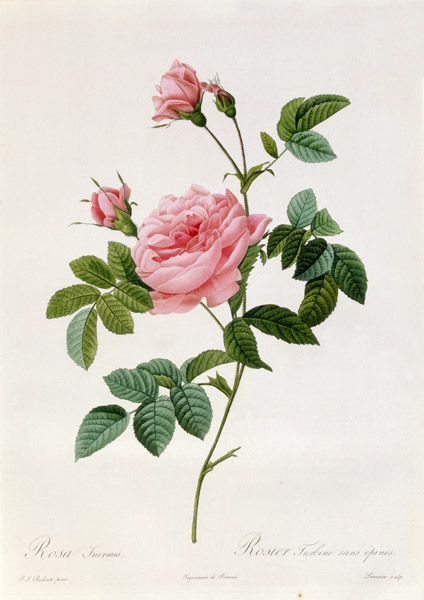 Rosa Inermis from Pierre Joseph Redouté