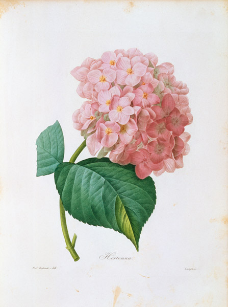 Hydrangea / Redouté from Pierre Joseph Redouté