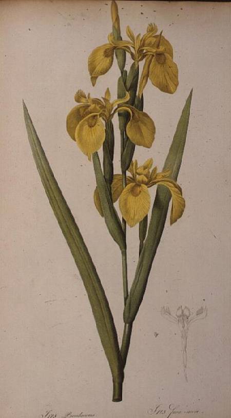 Iris Pseudacorus, from `Les Liliacees' from Pierre Joseph Redouté