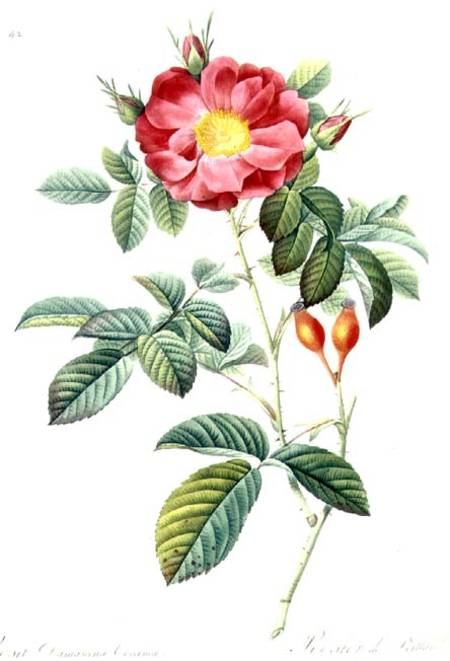 Rosa Damascena, from 'Les Roses' from Pierre Joseph Redouté