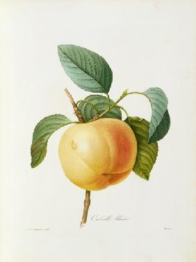 Apple, Calville blanc 