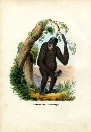 Orangoutan from Raimundo Petraroja