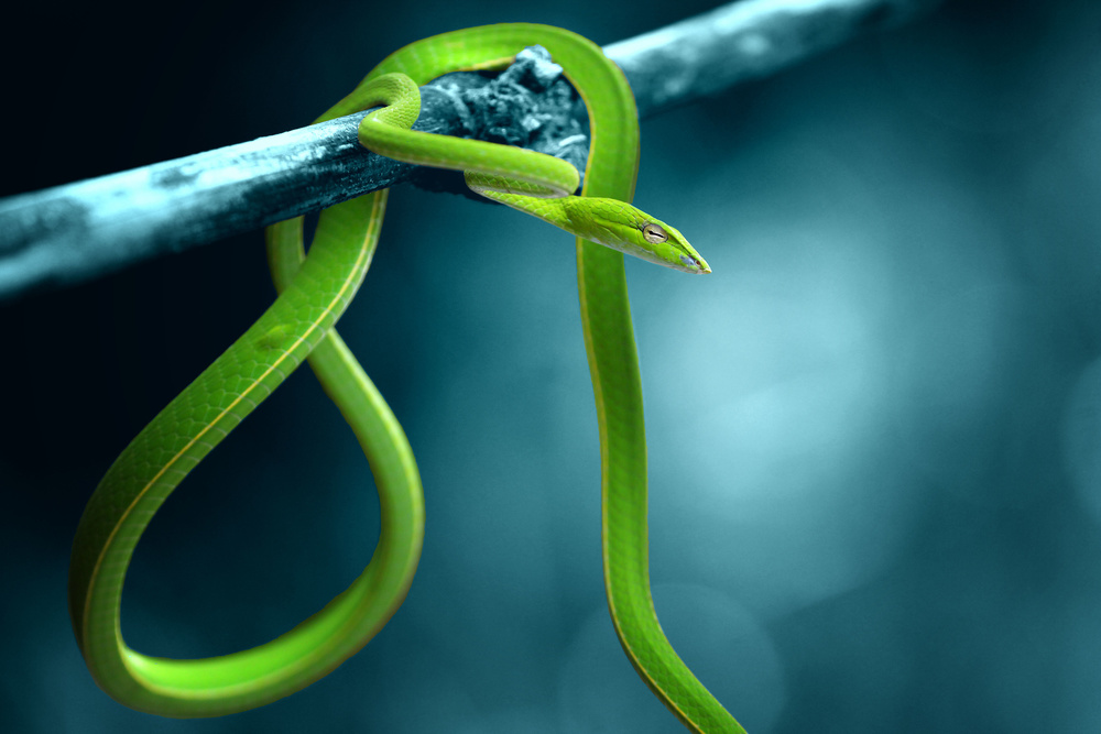 green snake from Ridho Arifuddin