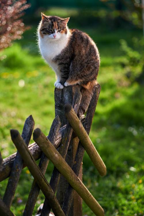 Getigerte Katze sitzt auf einem Holzzaun beim Bauernhof im Gegenlicht from Robert Kalb