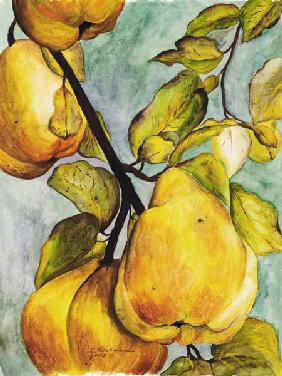 Pears on the branch