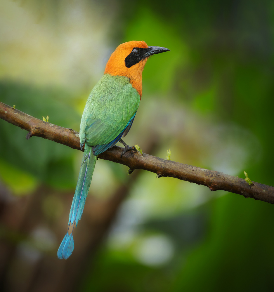 Rufous Motmot from Taksing (吉星高照)