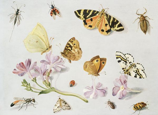 Butterflies, moths and other insects with a sprig of periwinkle