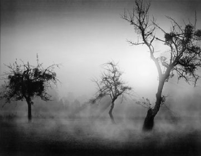 Image: Tom Weber - Bäume im Nebel II