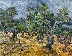 The Olive Grove 1889
