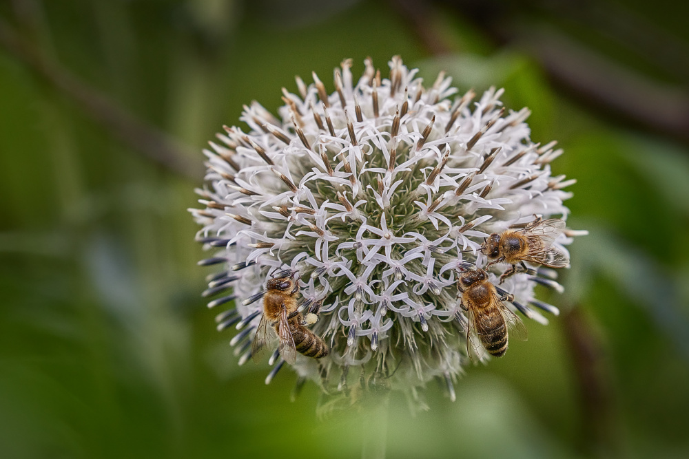 Vier Bienen from Wiolett